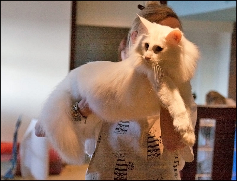 Wonderwoods Easy Rider 1.jpg - Wonderwoods Easy Rider